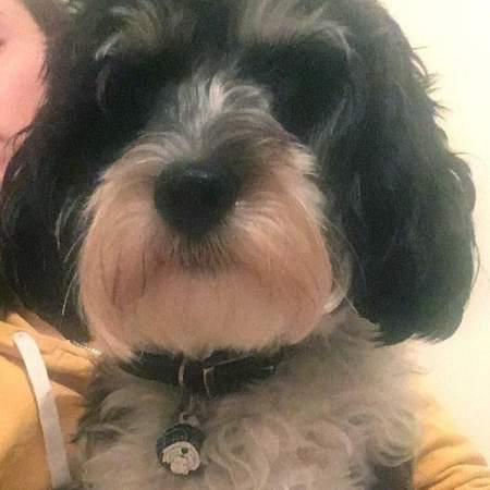 havanese bwe.jpg
